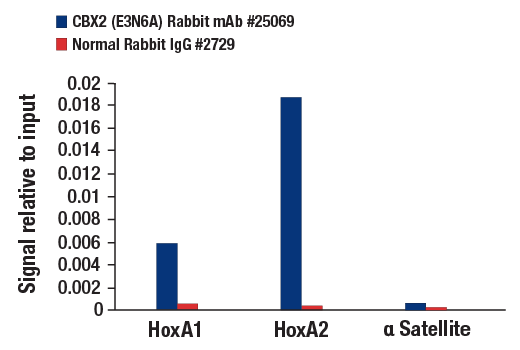 Chromatin Immunoprecipitation Image 3: CBX2 (E3N6A) Rabbit mAb