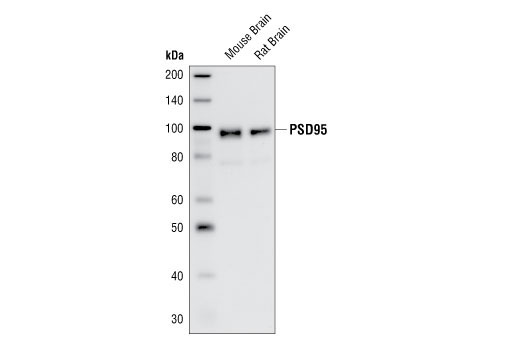 Western Blotting Image 1: PSD95 Antibody