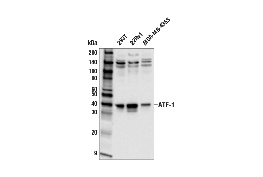 Western Blotting Image 2: ATF-1 Antibody