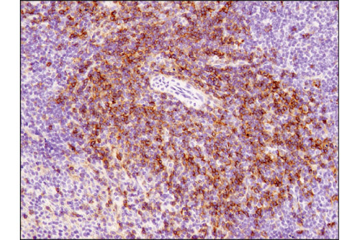 Immunohistochemistry Image 4: CD4 (D7D2Z) Rabbit mAb