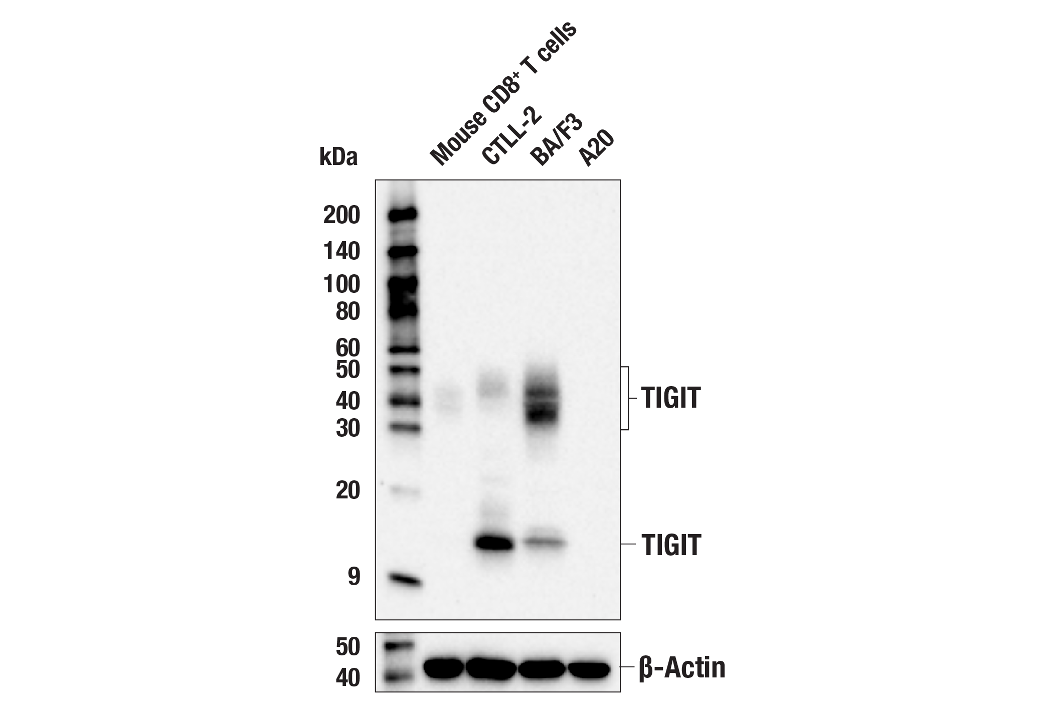 Western Blotting Image 1: TIGIT (E6Q3G) Rabbit mAb