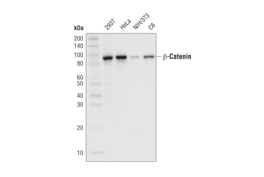 Western Blotting Image 1: β-Catenin (D10A8) XP® Rabbit mAb (HRP Conjugate)