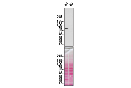 Western Blotting Image 2: Calpain 2 Large Subunit (M-type) Antibody
