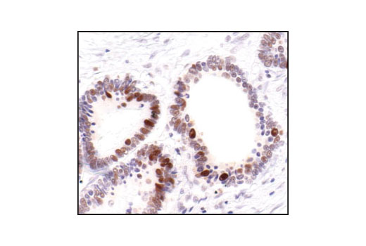 Immunohistochemistry Image 2: PCNA (PC10) Mouse mAb