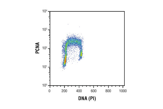  Image 27: DNA Replication Antibody Sampler Kit