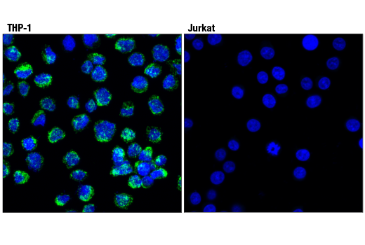 Immunofluorescence Image 1: CD68 (D4B9C) XP® Rabbit mAb (BSA and Azide Free)