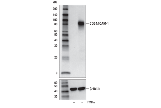 Western Blotting Image 1: CD54/ICAM-1 (E3Q9N) XP® Rabbit mAb (BSA and Azide Free)