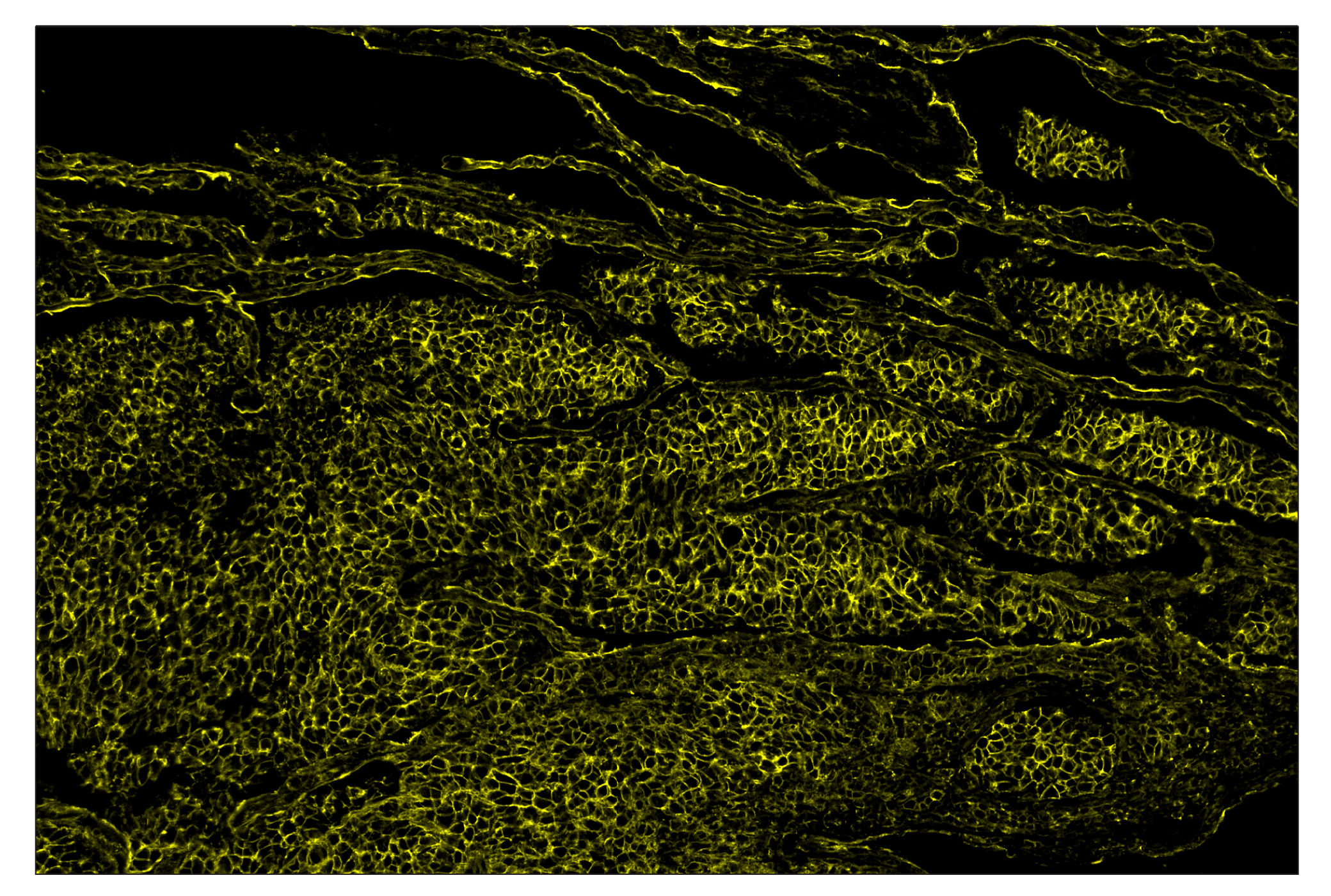 Immunohistochemistry Image 3: Na,K-ATPase α1 (D4Y7E) & CO-0079-488 SignalStar™ Oligo-Antibody Pair