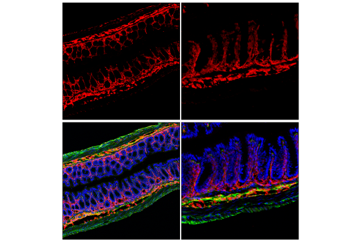 Immunofluorescence Image 3: CD34 (E2J1K) Rabbit mAb (BSA and Azide Free)