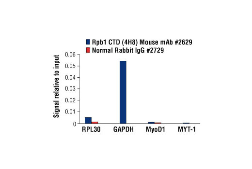 Chromatin Immunoprecipitation Image 3: Rpb1 CTD (4H8) Mouse mAb