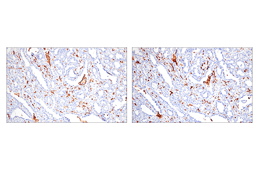 Immunohistochemistry Image 2: Iba1/AIF-1 (E5N4J) Mouse mAb (BSA and Azide Free)