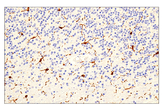 Immunohistochemistry Image 4: Iba1/AIF-1 (E5N4J) Mouse mAb (BSA and Azide Free)