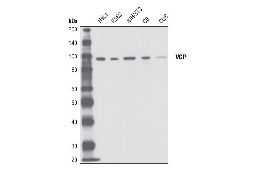 Western Blotting Image 1: VCP Antibody