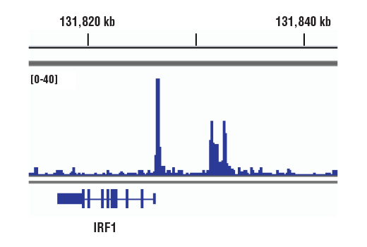 Chromatin Immunoprecipitation Image 1: Stat4 (C46B10) Rabbit mAb