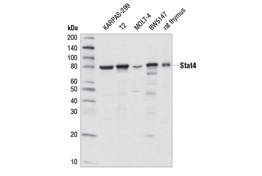  Image 10: Stat Antibody Sampler Kit II