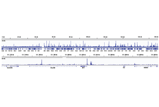 Chromatin Immunoprecipitation Image 2: Stat4 (C46B10) Rabbit mAb
