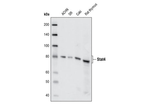  Image 18: Stat Antibody Sampler Kit II