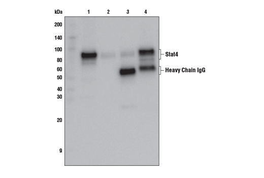 Immunoprecipitation Image 1: Stat4 (C46B10) Rabbit mAb