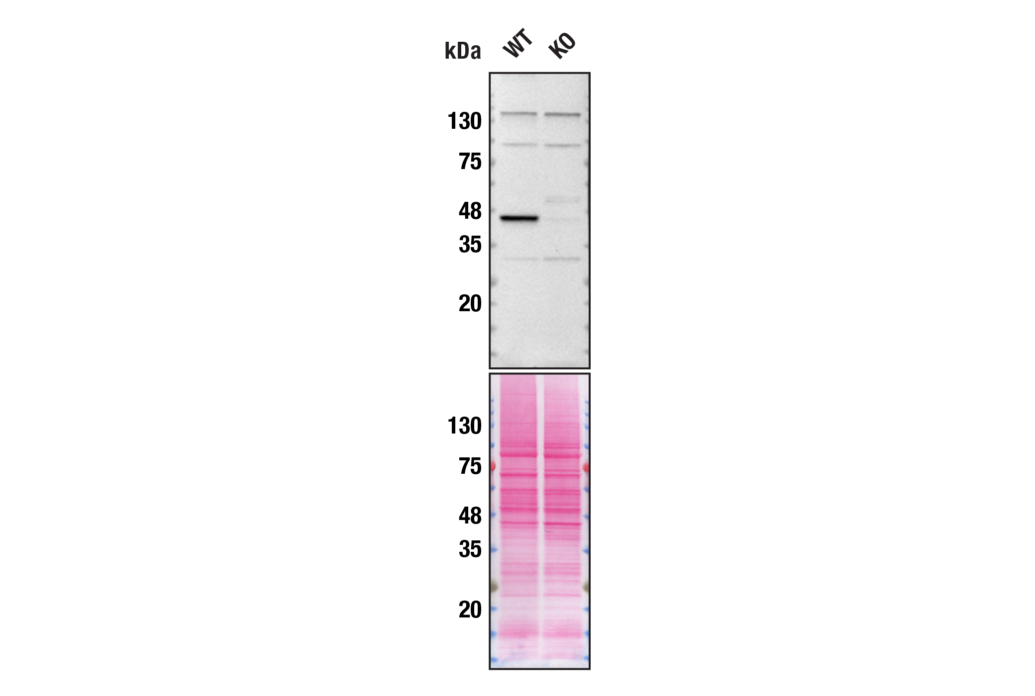 Western Blotting Image 2: CK2α Antibody