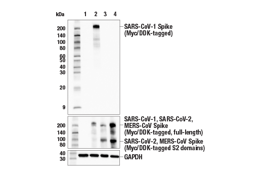 Western Blotting Image 1: SARS-CoV-1 Spike Protein (E7C5Y) Rabbit mAb