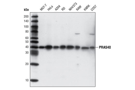  Image 3: PhosphoPlus® PRAS40 (Thr246) Antibody Duet