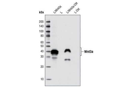  Image 6: Wnt Signaling Antibody Sampler Kit