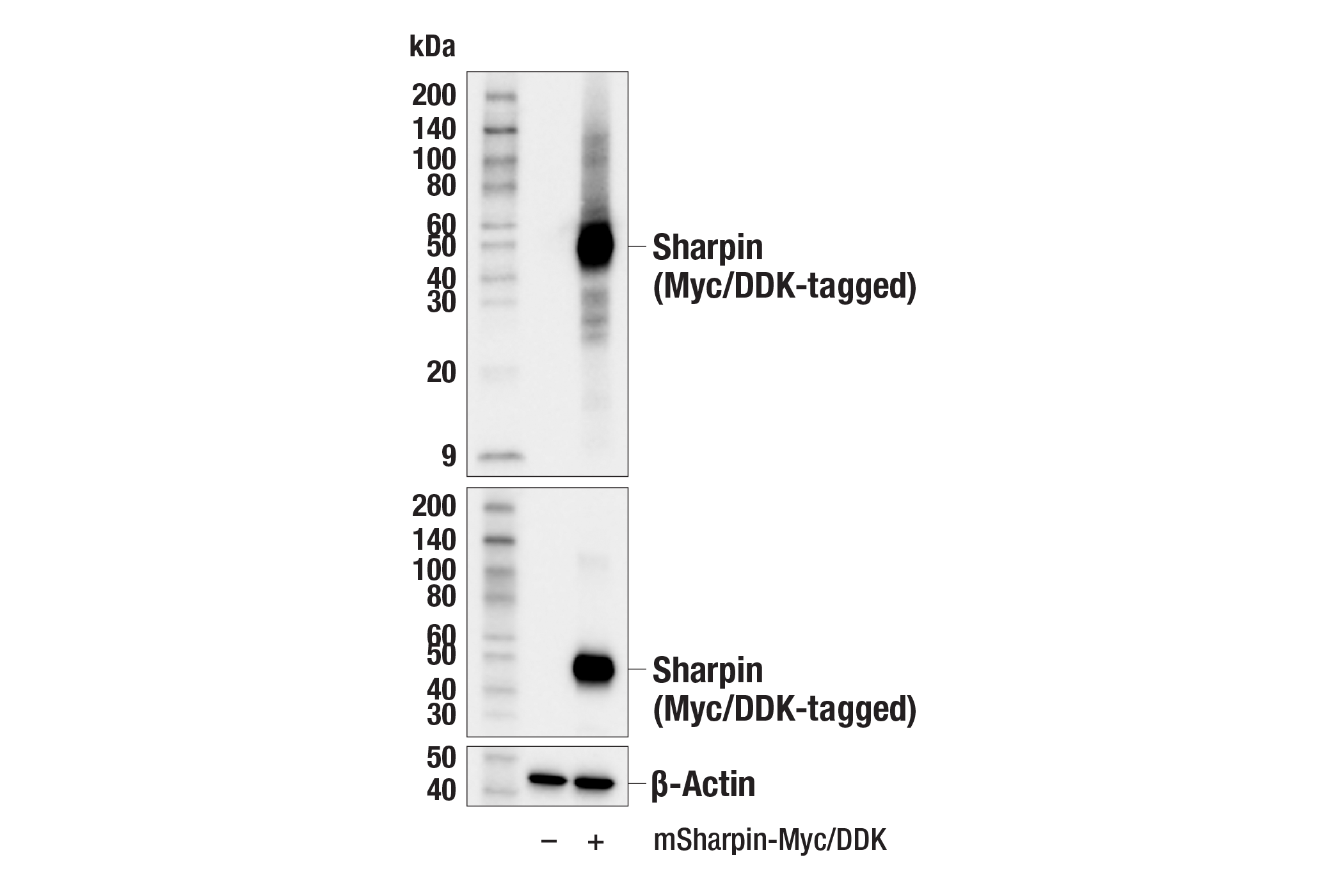 Western Blotting Image 2: Sharpin (E5V9L) Rabbit mAb