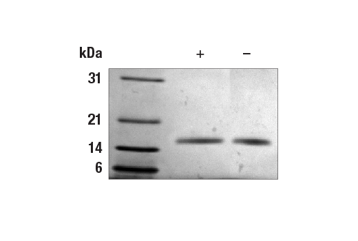  Image 2: Human FGF-acidic/FGF1 Recombinant Protein