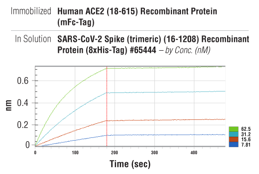  Image 2: Human ACE2 (18-615) Recombinant Protein (mFc-Tag)