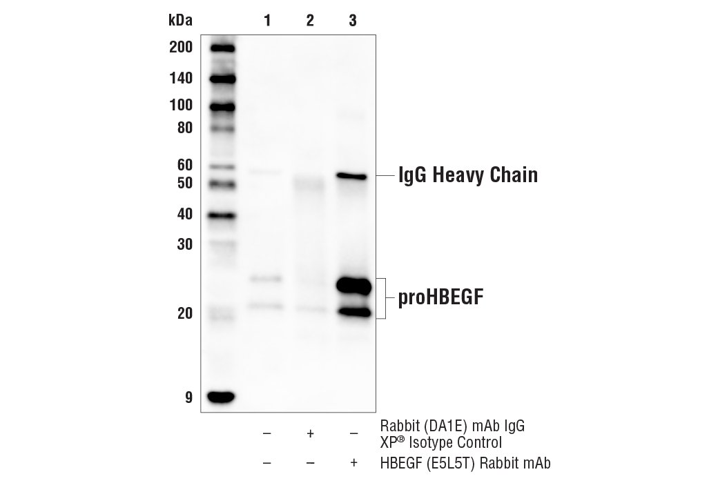  Image 13: Cancer-associated Growth Factor Antibody Sampler Kit