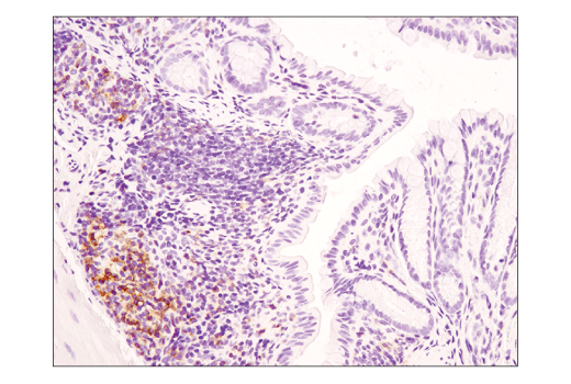 Immunohistochemistry Image 4: CD4 (D7D2Z) Rabbit mAb (BSA and Azide Free)