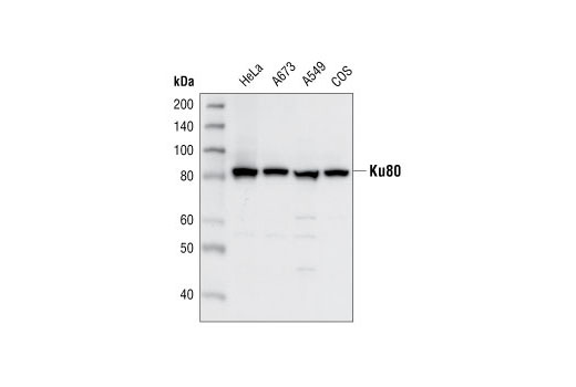 Western Blotting Image 1: Ku80 Antibody