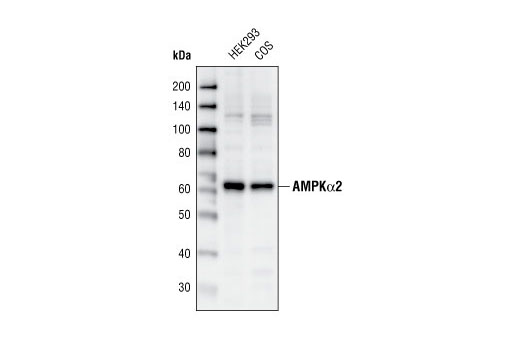 Western Blotting Image 1: AMPKα2 Antibody