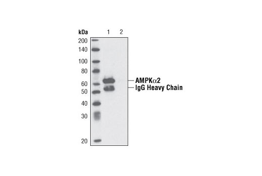 Immunoprecipitation Image 1: AMPKα2 Antibody