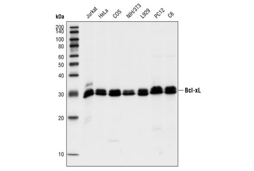  Image 4: Pro-Survival Bcl-2 Family Antibody Sampler Kit II