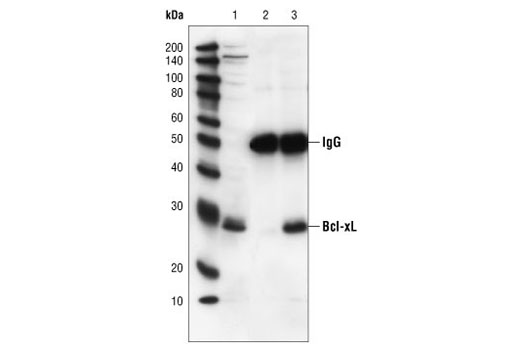  Image 20: Pro-Survival Bcl-2 Family Antibody Sampler Kit II