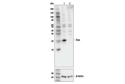  Image 3: Bcl-2 Family Antibody Sampler Kit