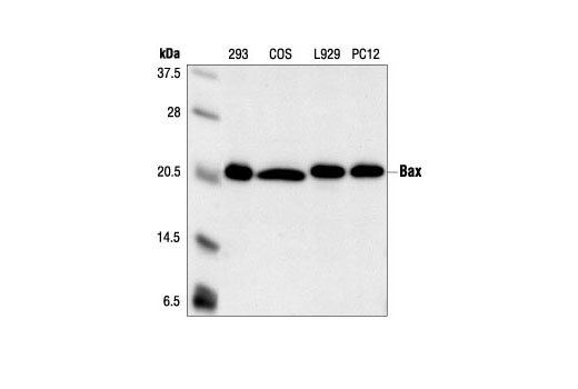  Image 9: Bcl-2 Family Antibody Sampler Kit