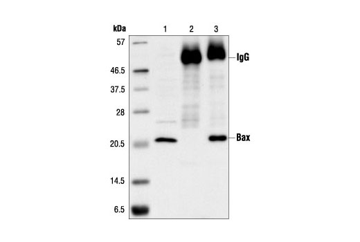  Image 15: Bcl-2 Family Antibody Sampler Kit