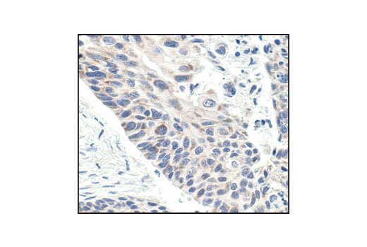 Immunohistochemistry Image 1: Bax Antibody