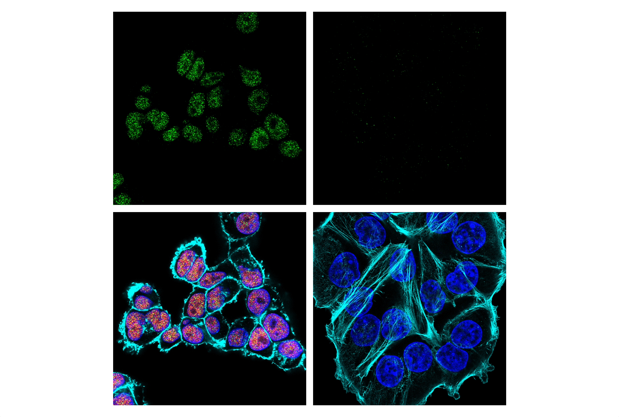 Immunofluorescence Image 1: PMS2 (E9U4P) Rabbit mAb