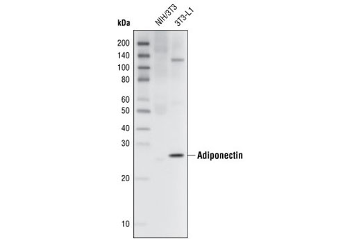 Western Blotting Image 1: Adiponectin (C45B10) Rabbit mAb