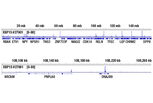 Chromatin Immunoprecipitation Image 2: XBP-1s (E8C2Z) Mouse mAb