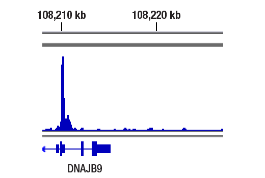 Chromatin Immunoprecipitation Image 1: XBP-1s (E8C2Z) Mouse mAb