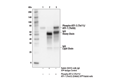Immunoprecipitation Image 1: Phospho-ATF-2 (Thr71)/ATF-7 (Thr53) (E4A5G) XP® Rabbit mAb
