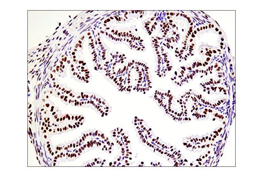 Immunohistochemistry Image 6: Phospho-ATF-2 (Thr71)/ATF-7 (Thr53) (E4A5G) XP®Rabbit mAb