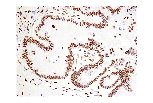 Immunohistochemistry Image 7: Phospho-ATF-2 (Thr71)/ATF-7 (Thr53) (E4A5G) XP® Rabbit mAb