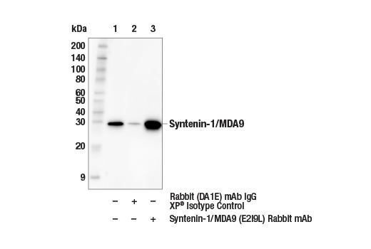  Image 6: Human Reactive Exosome Marker Antibody Sampler Kit