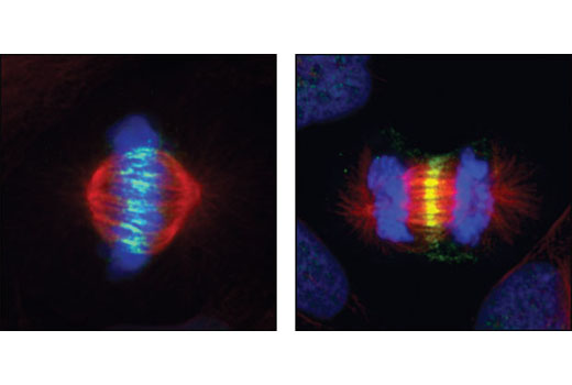Immunofluorescence Image 1: INCENP (P240) Antibody