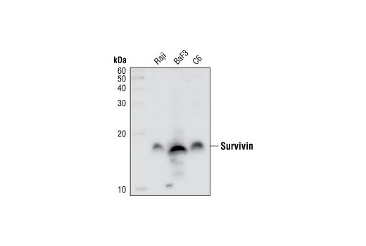  Image 3: Microglia Proliferation Module Antibody Sampler Kit